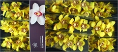 Cymbidium La Vie Stella 60cm