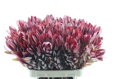 Leucadendron Jester 80cm