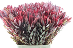 Leucadendron Jester 90cm