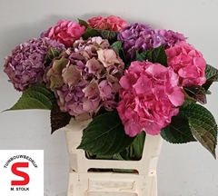 Hydrangea Pompidou 60cm 20-22cm Hd