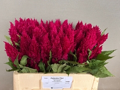 Celosia Century Purple 55cm