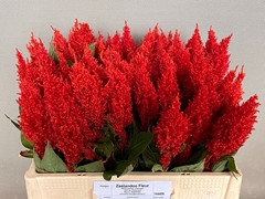 Celosia Century Fire 55cm