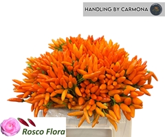 Capsicum Orange Fire 40cm
