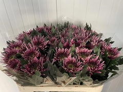 Chrysanth Single Tula Purple 75cm 80gr.