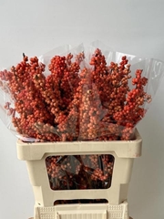 Ilex Magical Daydream 60cm
