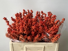 Ilex Magical Daydream 50cm