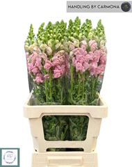 Antirrhinum Potomac Early Pink 60cm