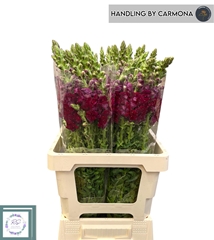 Antirrhinum Potomac Crimson 60cm