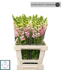 Antirrhinum Opus Appleblossom 60cm