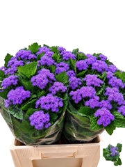Ageratum Houstonianum Blue Planet 60cm