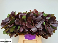 Cotinus Coggygria Royal Purple 50cm