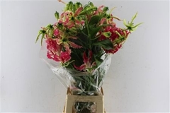 Gloriosa Exotic Pink 80cm
