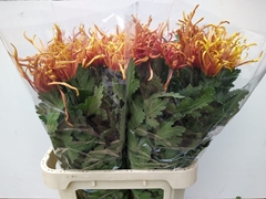 Chrysanth Single Cobra 80cm 90gr.