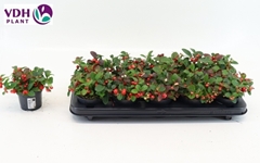 Gaultheria Big Berry 9Ø 12cm