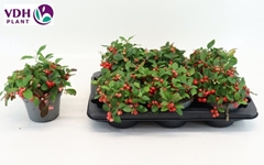 Gaultheria Big Berry 15Ø 20cm