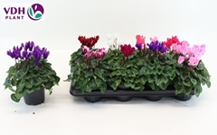 Cyclamen Super Serie Verano 12Ø 22cm