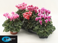 Cyclamen Midi Super Serie Allure Fuji 12Ø 30cm