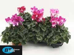 Cyclamen Midi Indiaka 12Ø 30cm