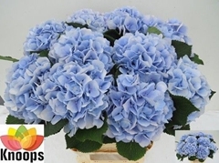 Hydrangea Verena Blue 80cm 19-21cm Hd