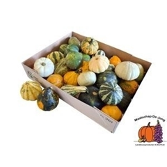 Cucurbita Pepo Maya Mix 6cm
