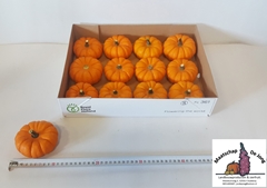 Cucurbita Pepo Jack Be Little 8cm