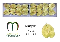 Anthurium Marysia Antique 11cm Hd
