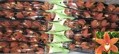 Cymbidium Mini Brown Eyed Girl 60cm