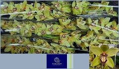 Cymbidium Saffier 80cm