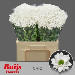 Chrysanth Spray Chic 60cm 55gr.