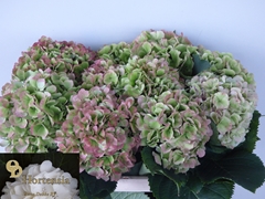 Hydrangea Verena Classic 80cm 20-22cm Hd
