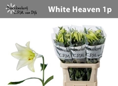 Lily Lf White Heaven 80cm 1+