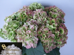 Hydrangea Verena Classic 60cm 16-18cm Hd