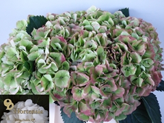 Hydrangea Verena Classic 40cm 22-24cm Hd