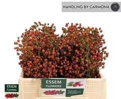 Rosa Plenty 35cm