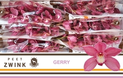 Cymbidium Gerry 80cm