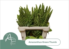Amaranthus Green Thumb 60cm