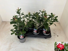 Adenium Obesum Anouk 13Ø 33cm