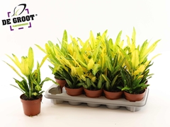 Codiaeum Small Leaf Sunny Star 12Ø 40cm