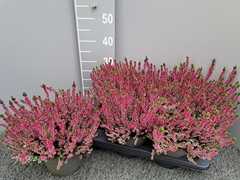 Calluna Garden Girls Mix 17Ø 30cm