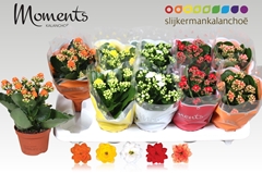 Kalanchoe Double Mix 10Ø 23cm