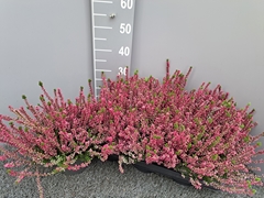 Calluna Garden Girls Mix 17Ø 30cm