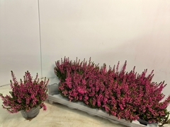 Calluna Callu Nova Karminrot 10Ø 20cm