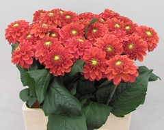 Dahlia Orange Fox 55cm