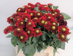 Dahlia Red Fox 55cm