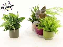 Houseplants Mix 12Ø 35cm