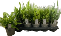 Ferns Mix 12Ø 25cm