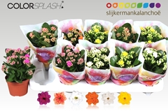 Kalanchoe Double Mix 10Ø 20cm