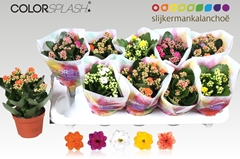 Kalanchoe Double Mix 10Ø 20cm