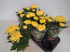 Chrysanth Cosmo Yellow 12Ø 30cm