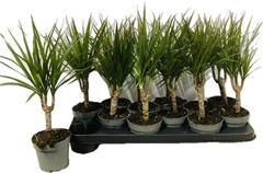 Dracaena 10Ø 35cm